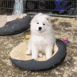 别再说笼养狗狗不好了,小恶魔萨摩耶