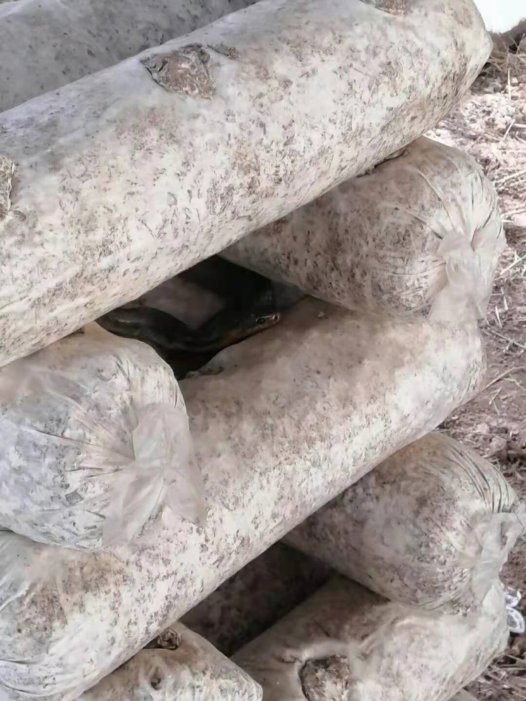 香菇大棚里发生的事,腿都吓软了