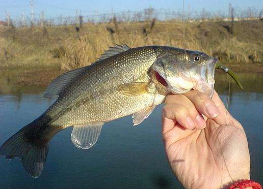 养鱼怎么增加存活率,科学养鱼的正确方法和思路