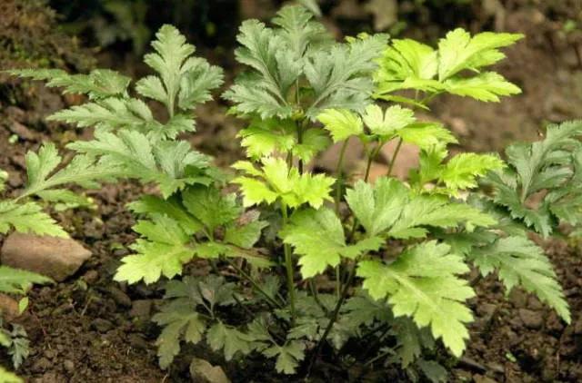 黄连是中药么,每日一味中药黄芩