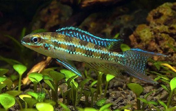 好养好看又有趣的几种观赏鱼,奇葩又好养的观赏鱼