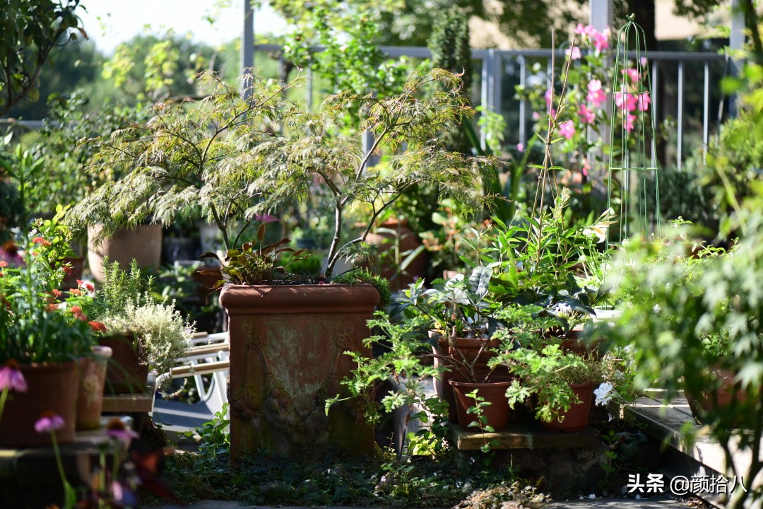 赶尽杀绝，花园里最痛恨的虫子|园丁