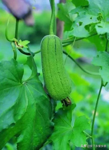 小麦引进中国之前人们吃什么,涨姿势科普刷新您对大米的认知