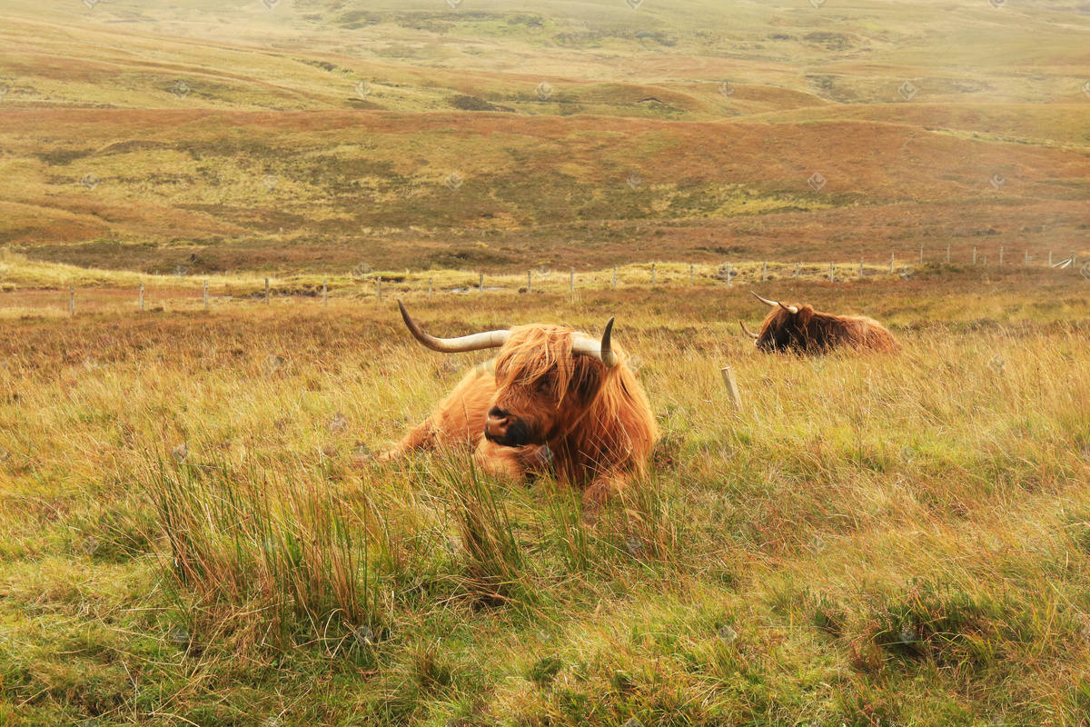 牛哪一个胃才是真正的胃,为什么牛有四个胃