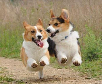 柯基犬的小秘密你知道哪些,柯基的小知识大全