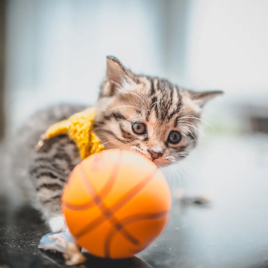 孕猫孕后期总呕吐是什么原因,孕猫呕吐吃什么药