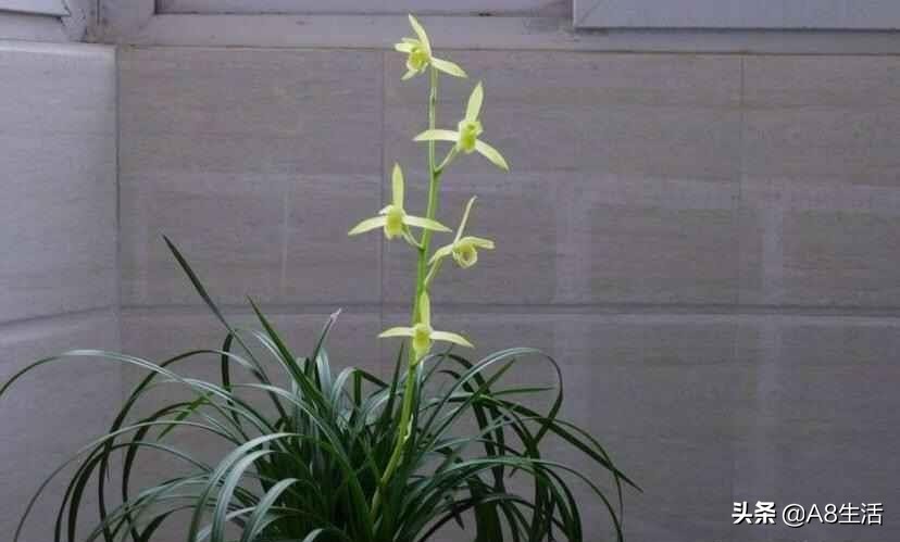 每日一品兰花价格,每日一品茶叶