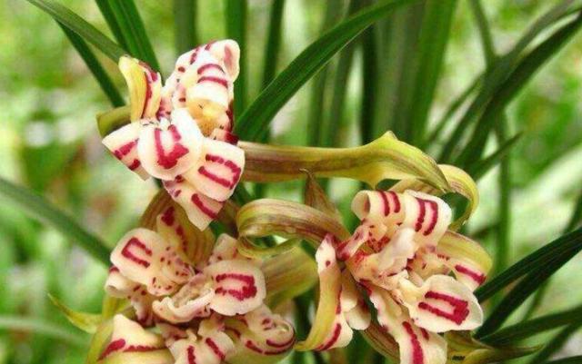 四川160万的天价兰花,四川旺苍珍稀野生兰花濒临灭绝