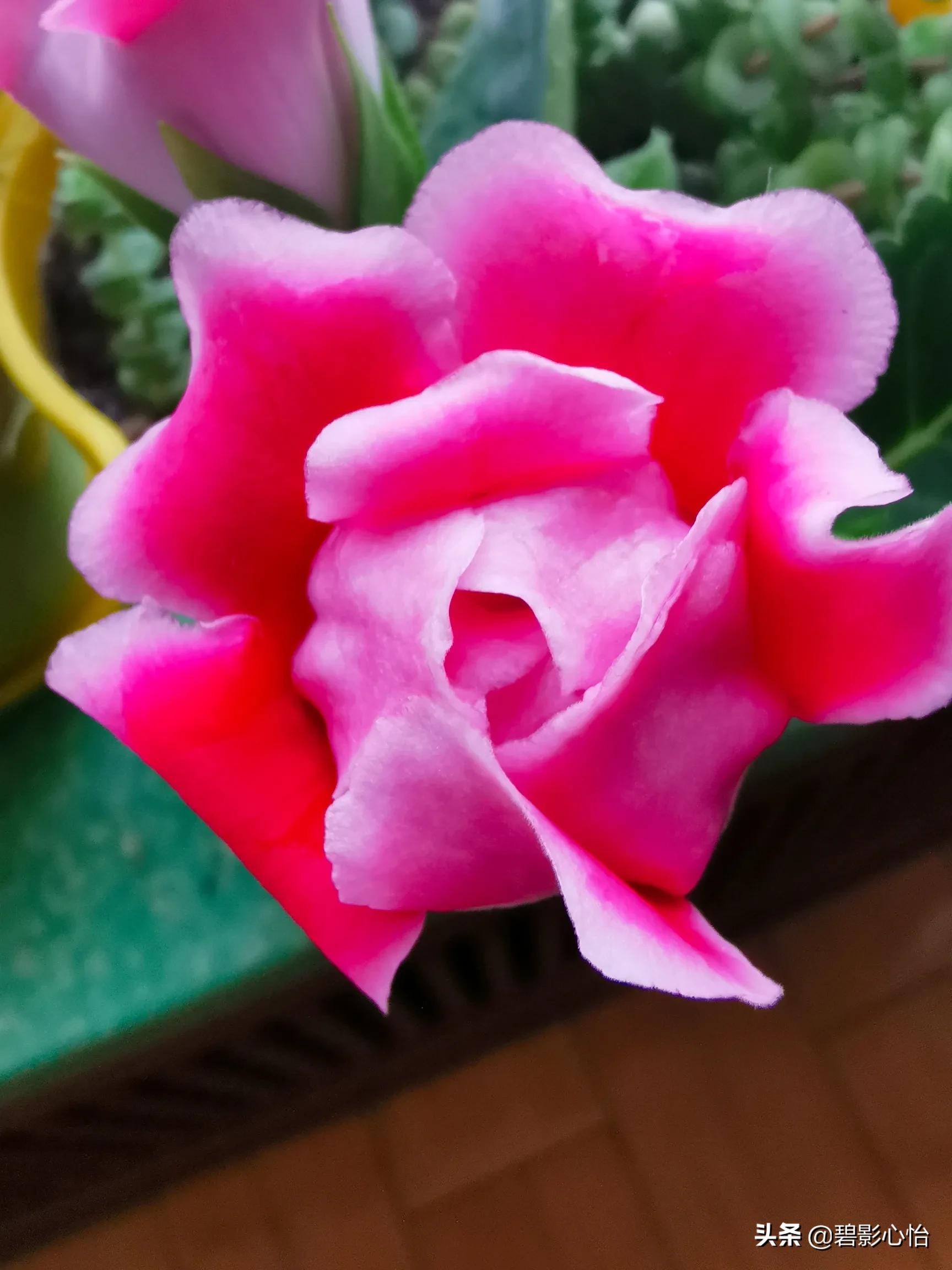 微生物菌剂可以给芙蓉花追肥吗,芙蓉花败了怎么追肥