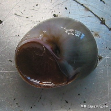 大连常见的海鲜美食都有哪些,大连海鲜吃货大全