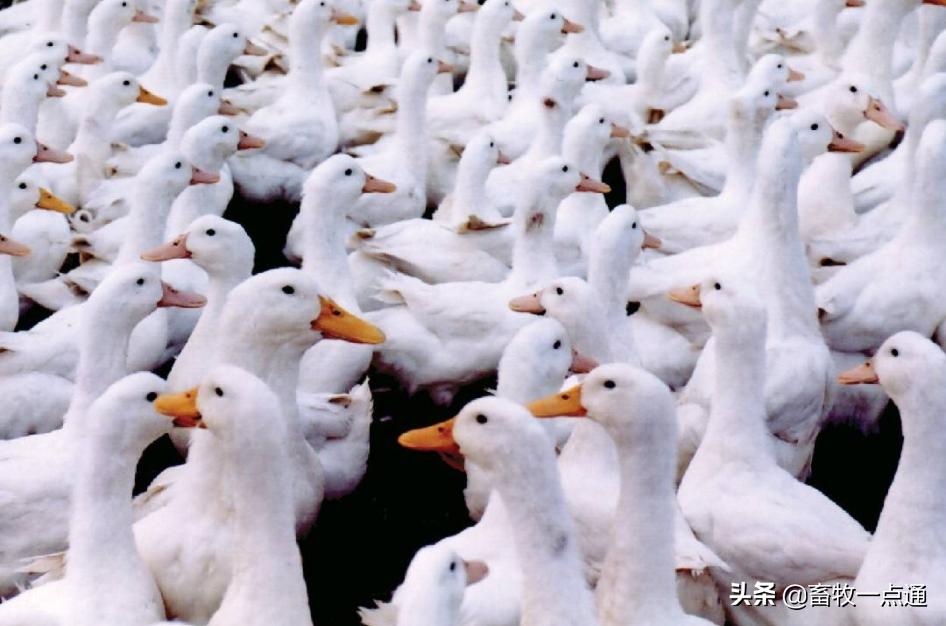 番鸭花肝防治方法,番鸭疾病防治的常用药