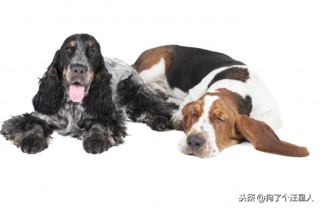 带狗狗散步为什么一直哼唧唧,狗狗散步的时候走得慢怎么回事