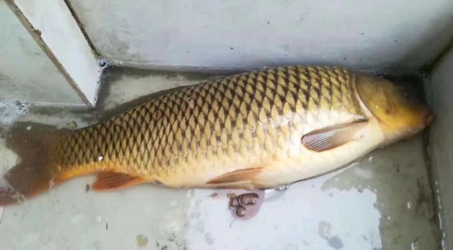 矶钓负重钓法的好处,矶钓竿的优点