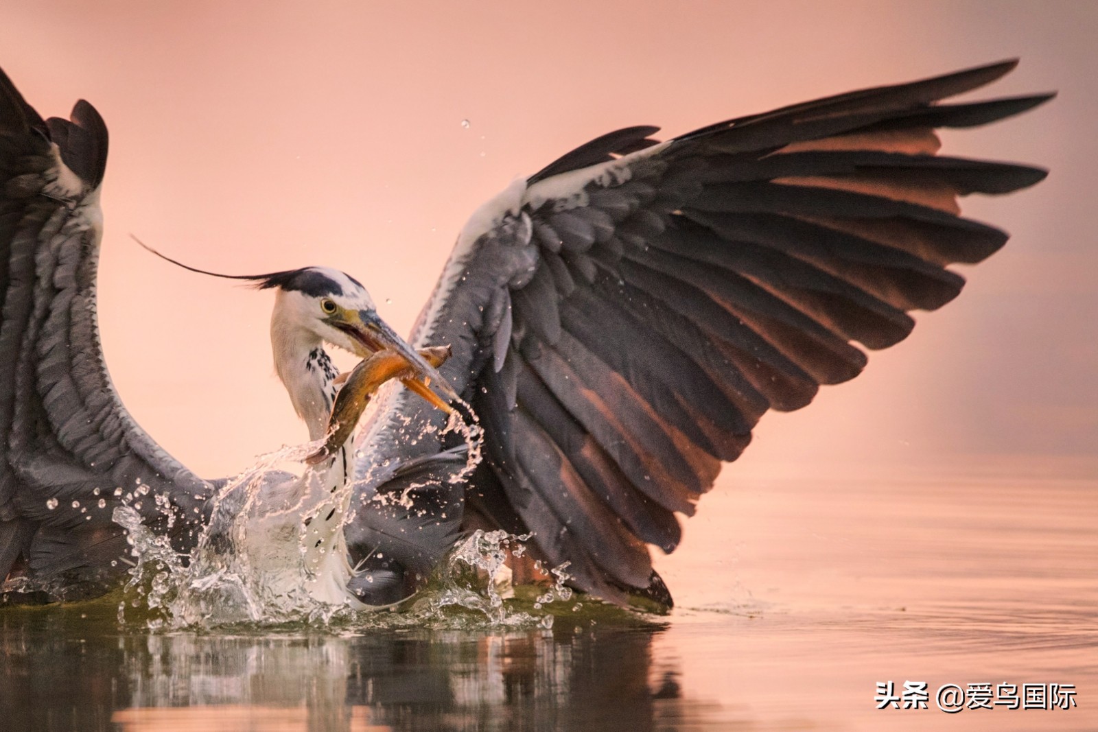 鸟类欣赏,鸟类观鸟图片