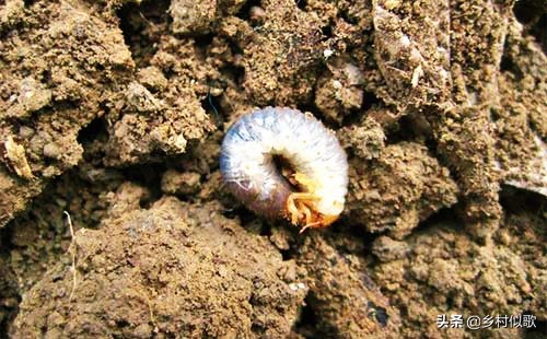 2龄蚕不吃桑叶怎么办,蚕不动不吃桑叶不蜕皮也不结茧