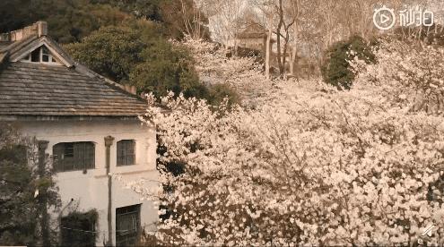 武汉封城第14天，有多少人忘了她到底有多美？