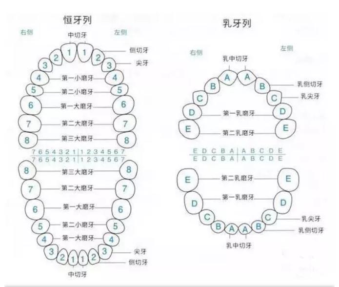 28颗牙齿的构造图,反刍动物牙齿构造