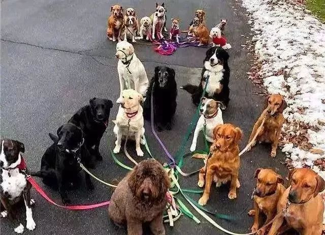 宠物经济市场前景,宠物经济下一个趋势