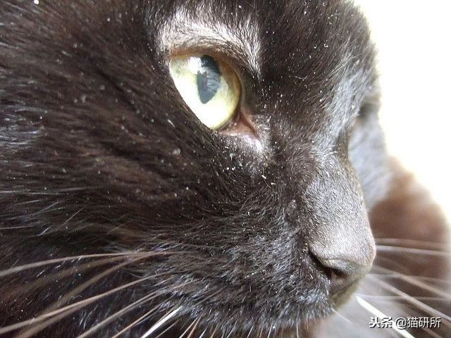 猫咪轻松除毛,猫咪毛发干枯毛躁怎么护理