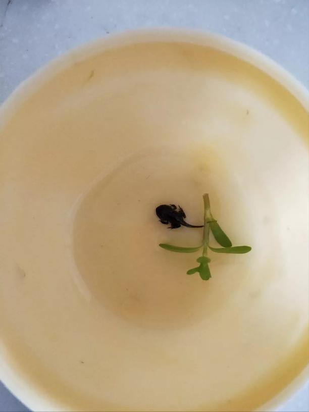 深圳海上田园一日游,深圳宝安海上田园风景