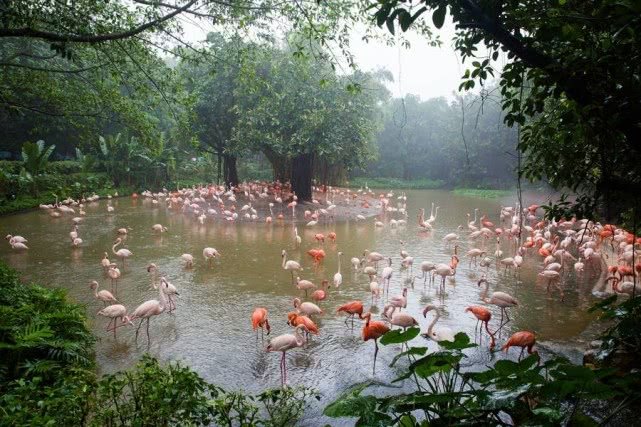 去广州旅游攻略长隆动物园,亲子游广州长隆动物园