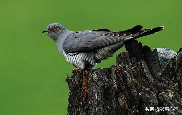 啼叫肝肠断，杜鹃是何鸟