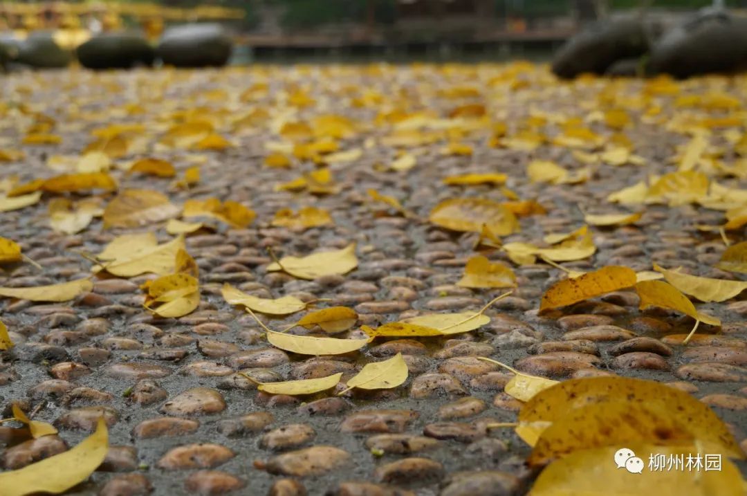 柳州的柳侯公园特色,柳州柳侯公园秋天美景