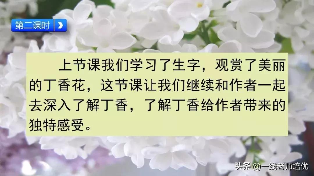 六年级上册第二课丁香结知识点,部编版六年级上册语文丁香结预习