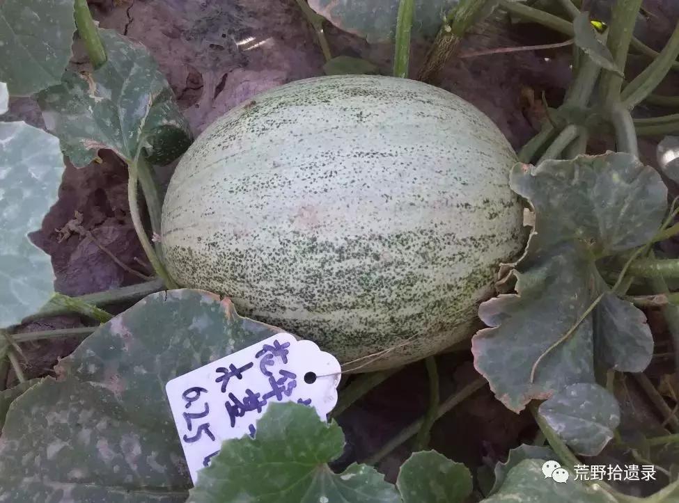 四川适合种植哈密瓜甜瓜品种,甜瓜种植技术新疆哈密瓜