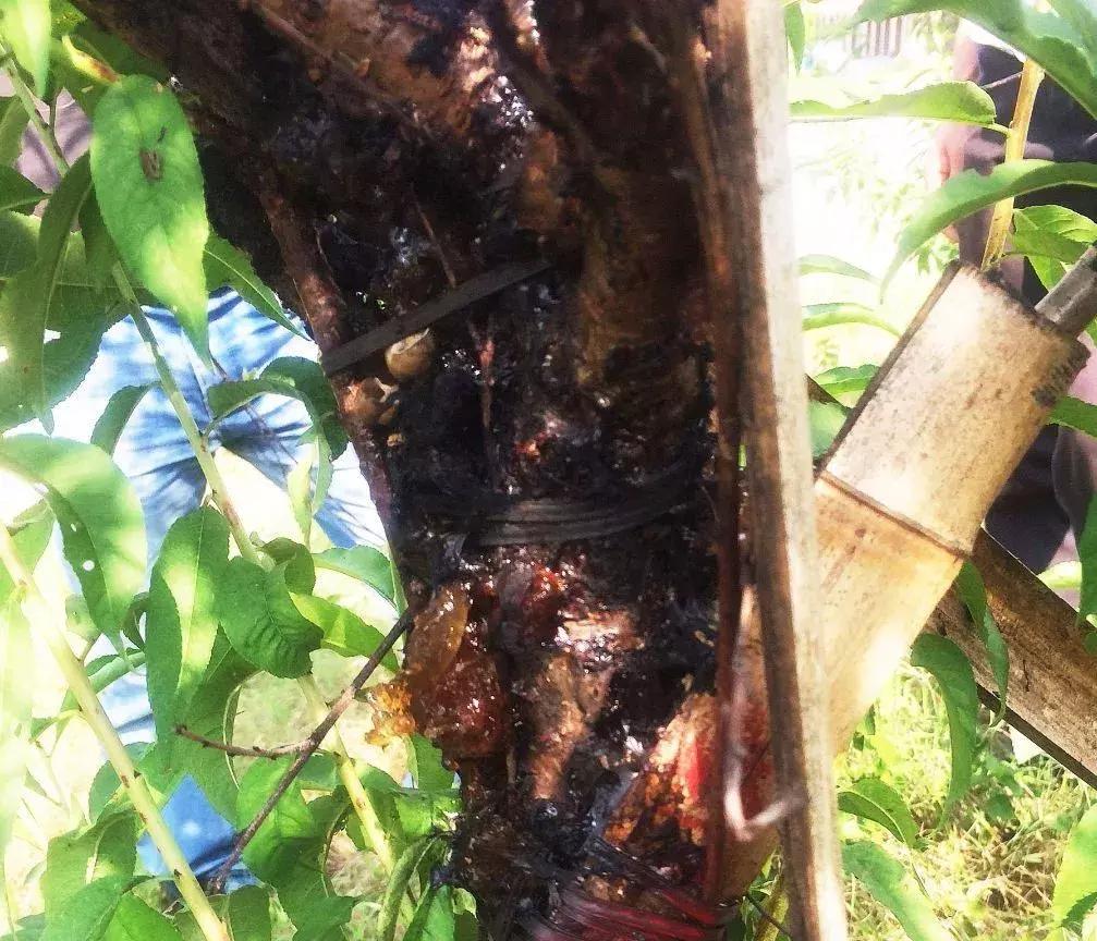 桃树流胶了怎么治,桃树流胶最佳防治方法