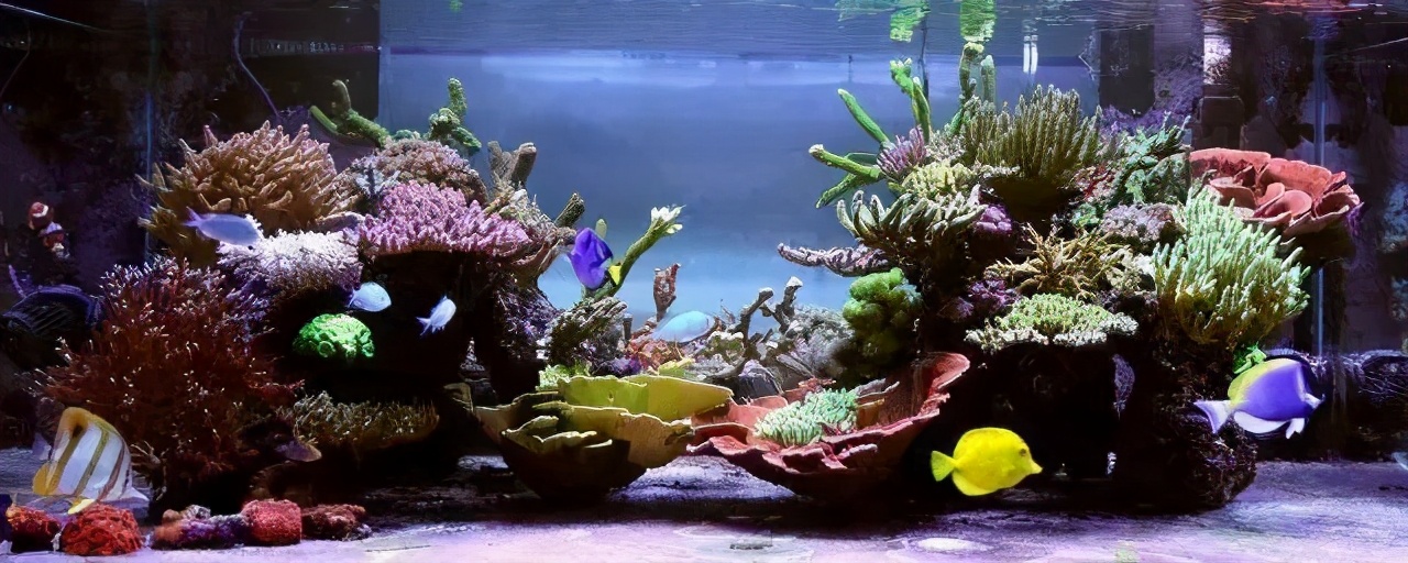 玩海水缸费钱吗,玩海水用什么鱼缸