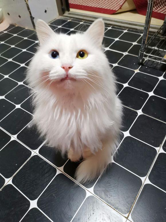 猫咪太粘你,猫咪太粘人了图片大全