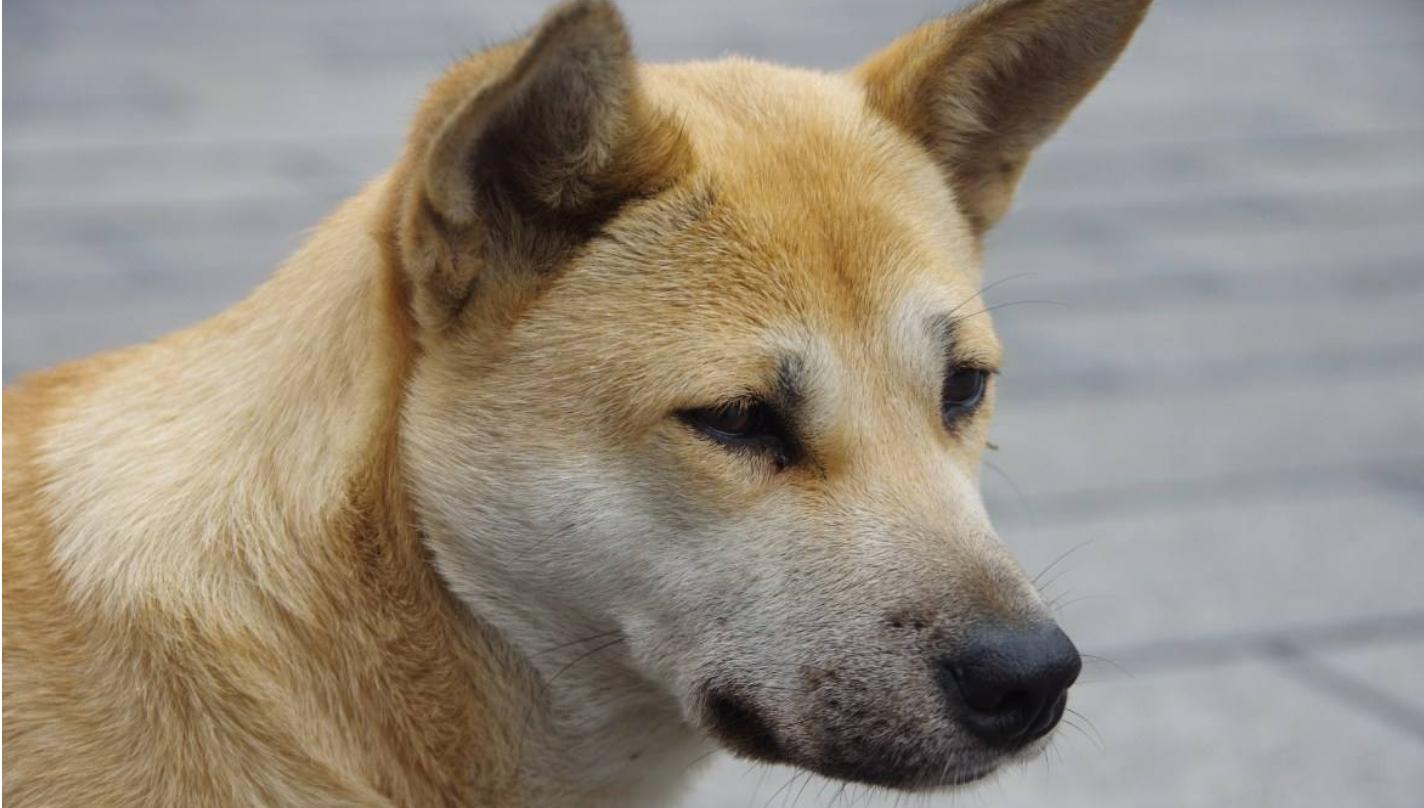 狗肉最正宗的做法大全,狗肉用什么方法做出来才好吃