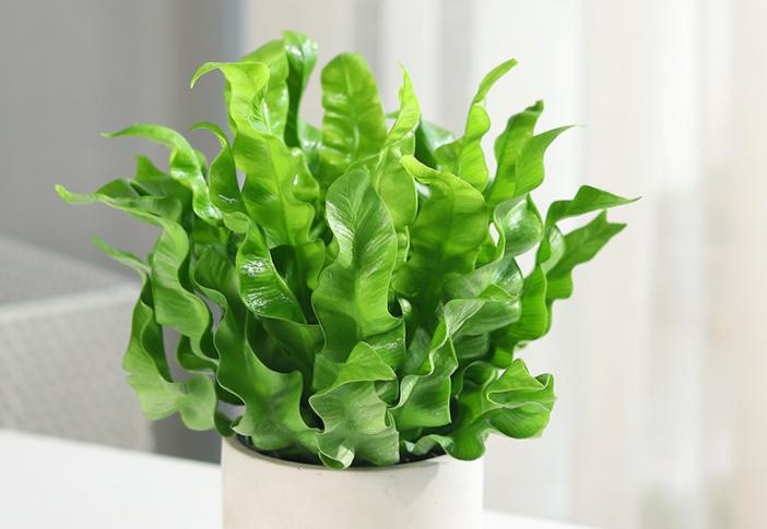 蕨类新长的叶片为什么发黑,蕨类植物叶子变白怎么回事