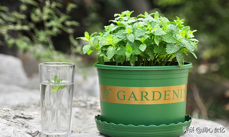 炎炎夏日唯有绿豆汤最清凉解暑,大暑食疗养生绿豆汤煮食有讲究