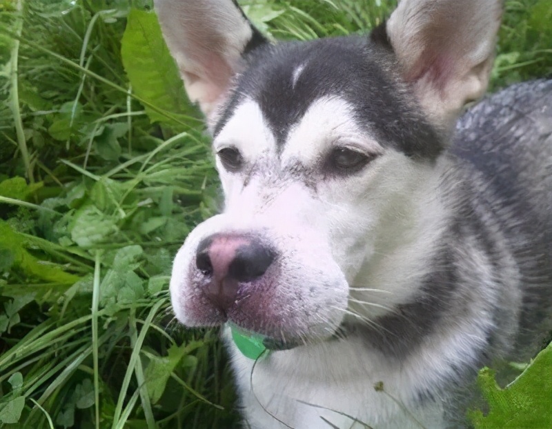 狗狗被马蜂蛰到了眼睛该怎么办,小奶狗被蜜蜂蛰了怎么办