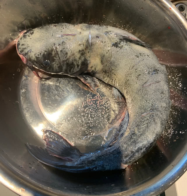 美国叉尾鮰繁殖快吗,叉尾鮰怎么路亚