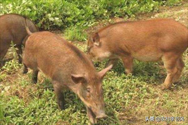 4种常见的农村创业项目诈骗,您必须了解,用这5招轻松应对!