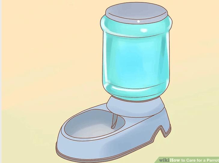 鹦鹉如何饲养攻略图解教程,迷你鹦鹉幼鱼饲养方法