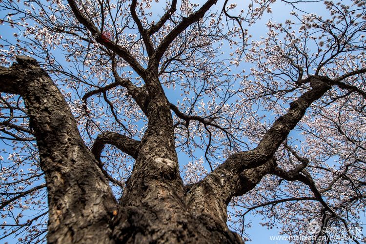 河南灵宝百年古杏林花开遍山野,灵宝北沟古杏林图片