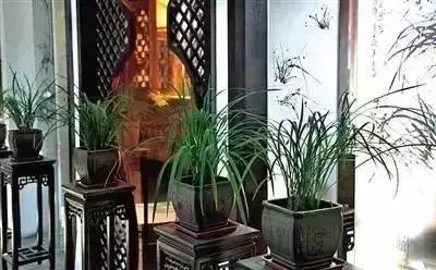 客厅吸附甲醛植物,客厅适合摆什么植物又可以去甲醛