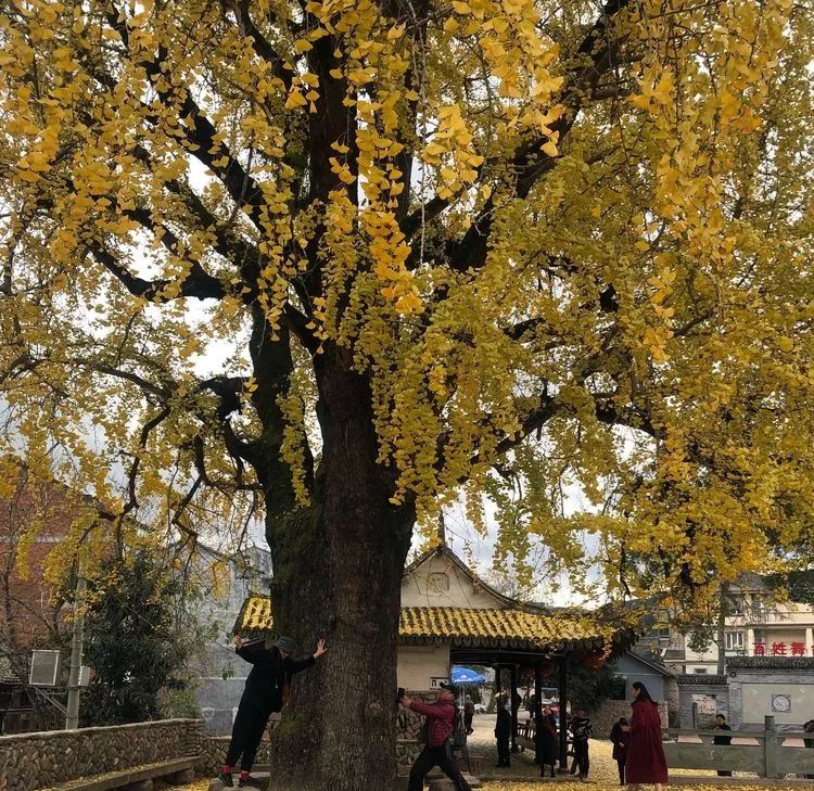 温州银杏哪里最美,温州秋冬的银杏树确实美