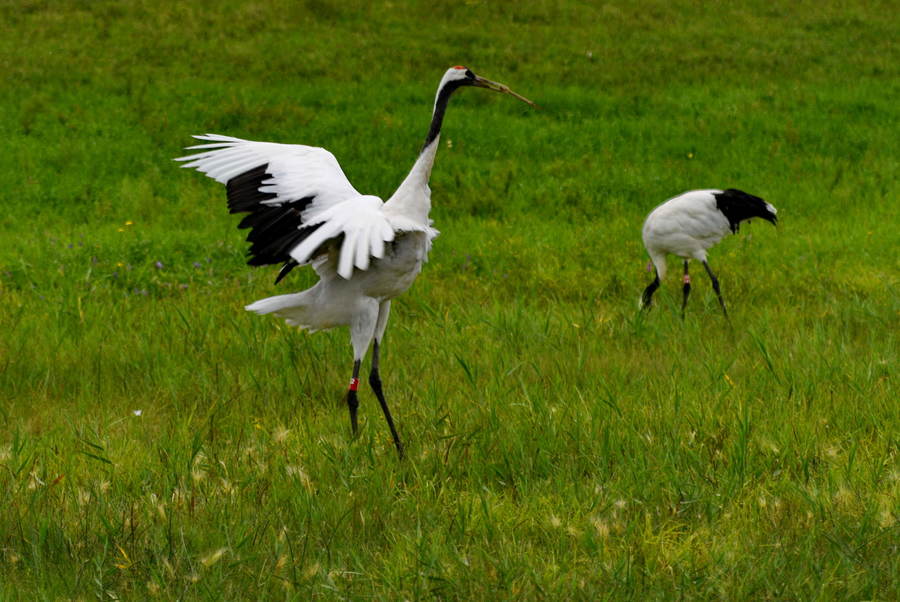 为什么美国国鸟是白头鹰,美国的国鸟和日本的国家鸟谁厉害