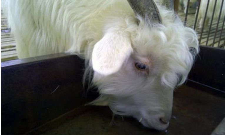 养羊四季饮水妙招,夏季养羊的禁忌