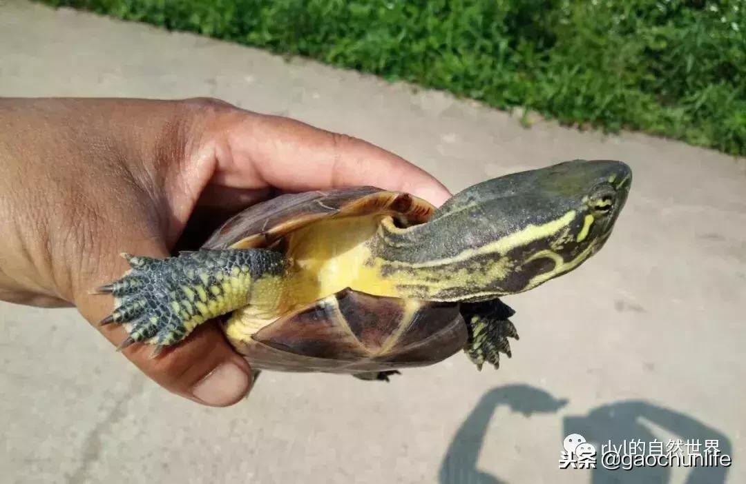 草龟难养,养草龟笔记