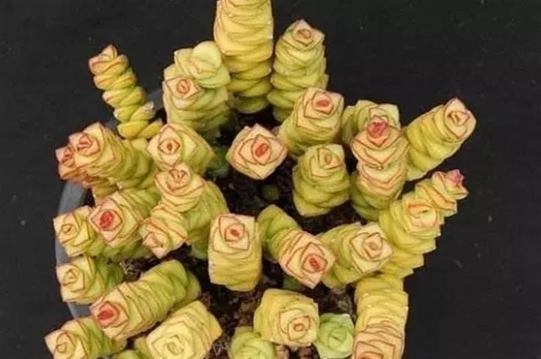 多肉老桩干货集锦，压轴的全是逆天极品!