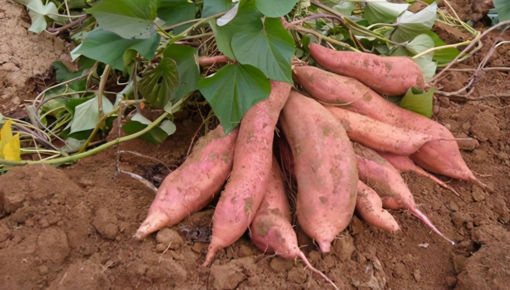 天热红薯怎么栽高产视频,高温天气怎么种红薯好