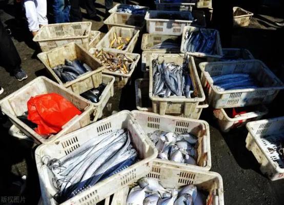 刀鱼从60块钱一斤，跌至3块钱一斤，消费者：再便宜也买不起