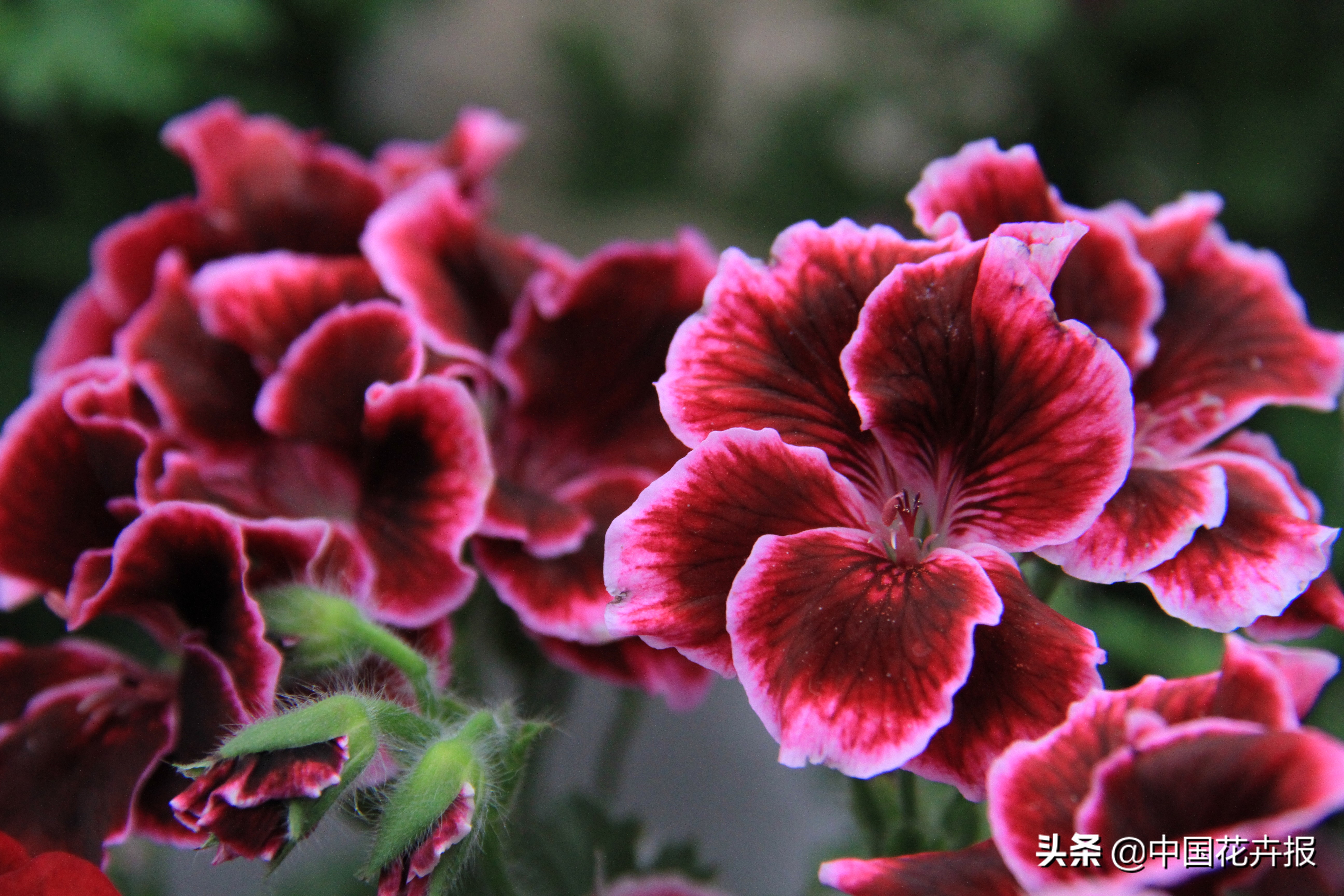 适合花园的花花草草,如何打造四季都有花的花园