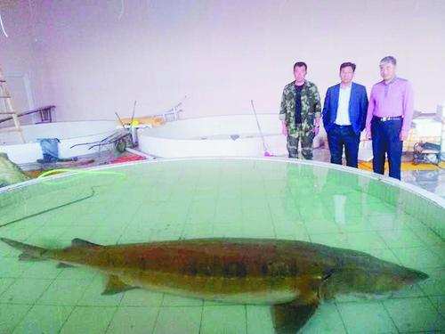 5米重2000斤达氏鳇后续,渔民意外捕获300斤达氏鳇